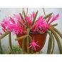 50 Pcs Cactos Raros Semente De Flores