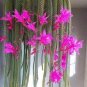 50 Pcs Cactos Raros Semente De Flores