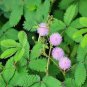 30 Pcs Mimosa Seeds Garden Courtyard Bashful Grass Sensitive Potted Plants