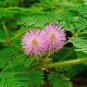 30 Pcs Mimosa Seeds Garden Courtyard Bashful Grass Sensitive Potted Plants