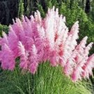 150 Pcs Rare Colorful Pampas Grass Cortaderia Seed