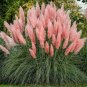 150 Pcs Rare Colorful Pampas Grass Cortaderia Seed