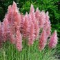 150 Pcs Rare Colorful Pampas Grass Cortaderia Seed