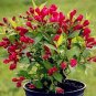 100 Pcs Beautiful Weigela Florida Flower Bonsai Rare Mixing Unique Flower Plant