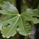 10 Pcs Ornamental Plant Fatsia Japonica Seed 10 Pcs Ornamental Plant Fatsia Japonica Seed