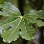 10 Pcs Ornamental Plant Fatsia Japonica Seed