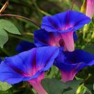 100 Pcs Rare Star Blue Bonsai Garden and Patio Potted Plant 100 Pcs Rare Star Blue Bonsai Garden and Patio Potted Plant