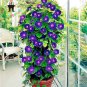 100 Pcs Rare Star Blue Bonsai Garden and Patio Potted Plant