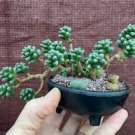 200 Pcs Sedum Dasyphyllum Bonsai Succulents Plants Bonsai