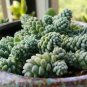 200 Pcs Sedum Dasyphyllum Bonsai Succulents Plants Bonsai