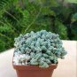 200 Pcs Sedum Dasyphyllum Bonsai Succulents Plants Bonsai