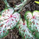 100 Pcs Thailand Caladium Bicolor Seed Balcony Rare Burnt Rose Elephant Ear Flower Perennial Herbs 100 Pcs Thailand Caladium Bicolor Seed Balcony Rare Burnt Rose Elephant Ear Flower Perennial Herbs
