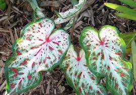 100 Pcs Thailand Caladium Bicolor Seed Balcony Rare Burnt Rose Elephant Ear Flower Perennial Herbs
