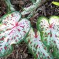 100 Pcs Thailand Caladium Bicolor Seed Balcony Rare Burnt Rose Elephant Ear Flower Perennial Herbs