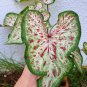 100 Pcs Thailand Caladium Bicolor Seed Balcony Rare Burnt Rose Elephant Ear Flower Perennial Herbs