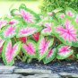 100 Pcs Thailand Caladium Bicolor Seed Balcony Rare Burnt Rose Elephant Ear Flower Perennial Herbs