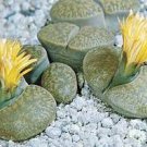 100 Pcs Five-Pointed Star Meaty Bonsai,Radiation Protection Succulent