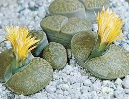 100 Pcs Five-Pointed Star Meaty Bonsai,Radiation Protection Succulent