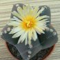 100 Pcs Five-Pointed Star Meaty Bonsai,Radiation Protection Succulent