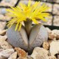 100 Pcs Five-Pointed Star Meaty Bonsai,Radiation Protection Succulent