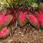 100 Pcs Thailand Caladium Seed of Indoor Plants Perennial Caladium Bicolor Flower Plant