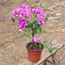 100 Pcs Purple Bougainvillea Glabra Bonsai Spectabilis Willd Bonsai Plant