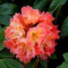 100 Pcs Rhododendron Flower Flores Potted