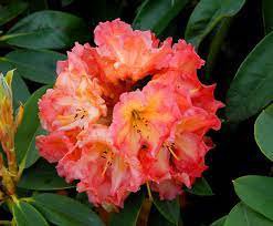 100 Pcs Rhododendron Flower Flores Potted