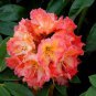 100 Pcs Rhododendron Flower Flores Potted