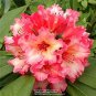 100 Pcs Rhododendron Flower Flores Potted