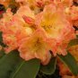 100 Pcs Rhododendron Flower Flores Potted