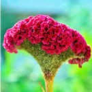 100 Pcs Cockscomb Flower Bonsai Rare Species Bonsai Flower Bonsai