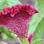 100 Pcs Cockscomb Flower Bonsai Rare Species Bonsai Flower Bonsai