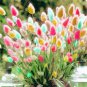 100 Pcs Ovatus Grass Seed Bunny Tails Grass Tropical Ornamental Plants