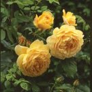 100 Pcs Yellow Rose Golden Celebration Aromatic