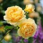 100 Pcs Yellow Rose Golden Celebration Aromatic