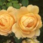100 Pcs Yellow Rose Golden Celebration Aromatic