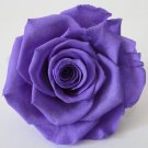 100 Pcs Exotic Rainbow Rose Plants Mixed Colors Rosa Planta
