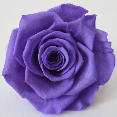 100 Pcs Exotic Rainbow Rose Plants Mixed Colors Rosa Planta
