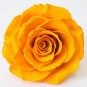 100 Pcs Exotic Rainbow Rose Plants Mixed Colors Rosa Planta