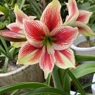 100 Pcs Hippeastrum Seeds Bonsai Amaryllis Barbados Lily