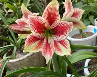 100 Pcs Hippeastrum Seeds Bonsai Amaryllis Barbados Lily