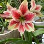 100 Pcs Hippeastrum Seeds Bonsai Amaryllis Barbados Lily