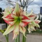 100 Pcs Hippeastrum Seeds Bonsai Amaryllis Barbados Lily