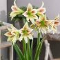 100 Pcs Hippeastrum Seeds Bonsai Amaryllis Barbados Lily