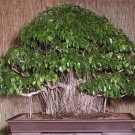 50 Pcs Adonis Aestivalis Bonsai Rare Flower Bonsai Potted Bonsai