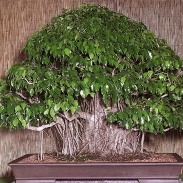 50 Pcs Adonis Aestivalis Bonsai Rare Flower Bonsai Potted Bonsai