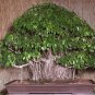 50 Pcs Adonis Aestivalis Bonsai Rare Flower Bonsai Potted Bonsai