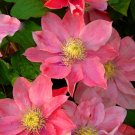 100 pcs Climbing Clematis (not Bulb) Clematis Florida Bonsai Flower Perennial Flowering 100 pcs Climbing Clematis (not Bulb) Clematis Florida Bonsai Flower Perennial Flowering