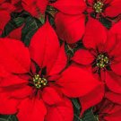 100 Pcs Colorful Poinsettia Potted Bonsai Flower